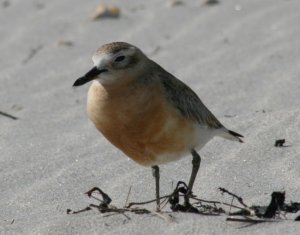 New Zealand Dotterel (Red-breasted Plover)