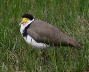 Masked Lapwing