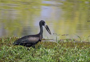 African Openbill