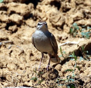 Rufous Bush Robin