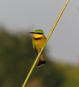 Little Bee-eater