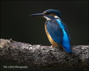 Kingfisher