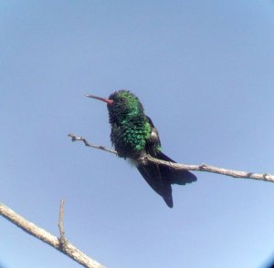 A male Canivet's Emerald in Costa Rica