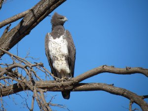 Martial Eagle