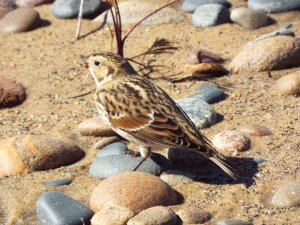 Lapland Longspur