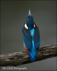 Kingfisher