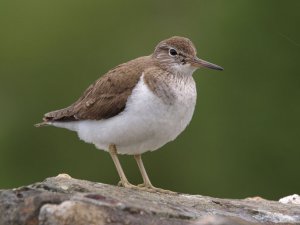 Common Sandpiper