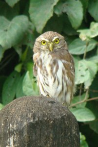 Ferruginous Pygmy-Owl