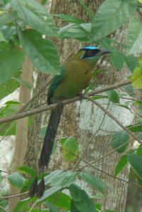 Blue-crowned Motmot