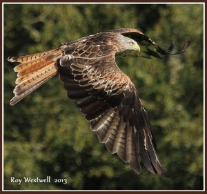 red kite