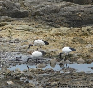 Ibis sacre - Sacred Ibis