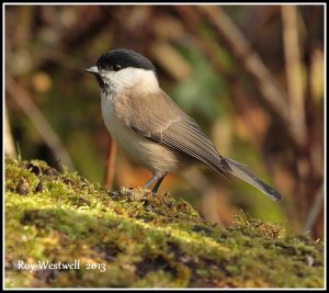 marsh tit