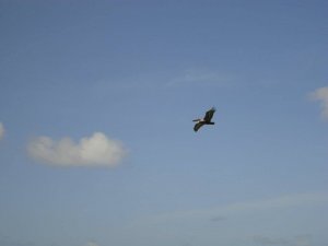 Brown Pelican Cayo Coco Cuba