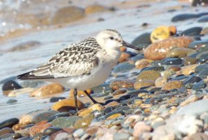 Sanderling