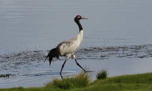 Black-necked Crane (Grus nigricollis)