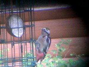 Great Spotted Woodpecker On Feeder