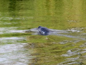 St Ives Seal