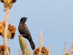 Variable Oriole