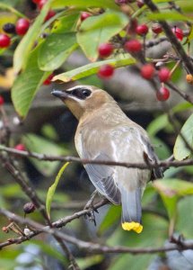 Cedar Waxwing