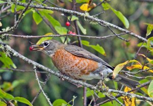 American Robin