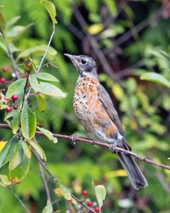 American Robin Juvenile