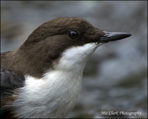 Dipper