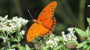 East Texas Butterfly