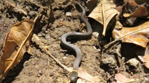 East Texas Snake While Hiking