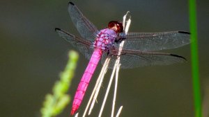 Dragonfly in East Texas