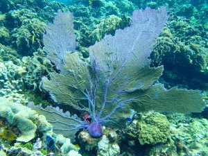 Sea Fan In Isla Roatan, Honduras