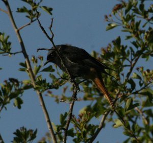 Black Redstart "aterrimus"