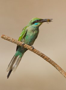 Little Green Bee Eater