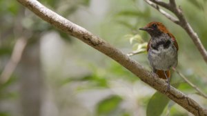 Okinawa Robin