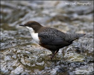 Dipper