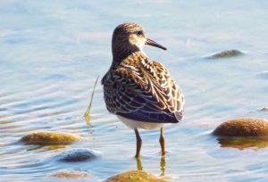 Pectoral Sandpiper