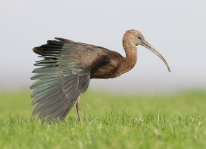 Glossy Ibis