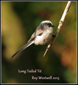 long tailed tit