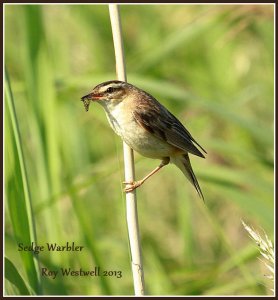 sedge warbler