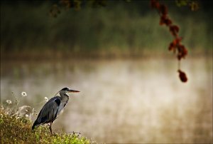 Grey Heron