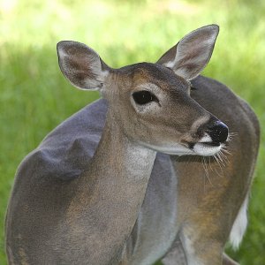 Texas White-tailed Deer (Doe)
