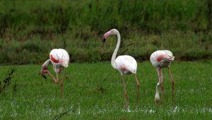 Greater Flamingo