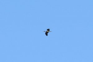 Black Stork, Ciconia nigra, Cigea Negra