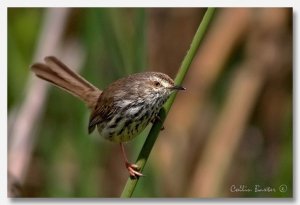 Karoo Prinia