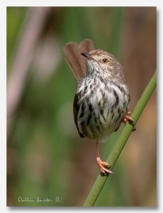 Karoo Prinia