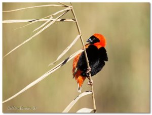 Southern Red Bishop