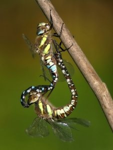 Dragonfly coupling