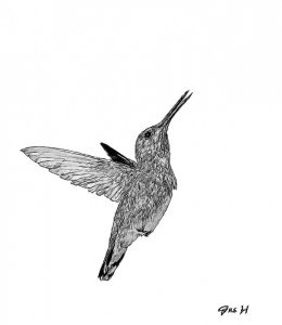 Anna's Hummingbird B&W Sketch