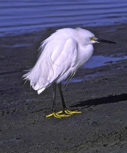 Snowy Egret