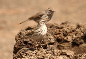 Berthelot's Pipit - BOGOF