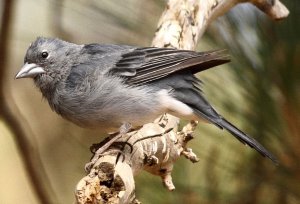 Blue Chaffinch